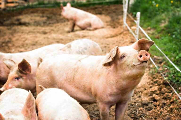【国際】FAOとOIE、アフリカ豚熱の大流行で世界各国に対策協力要求。すでに700万頭殺処分