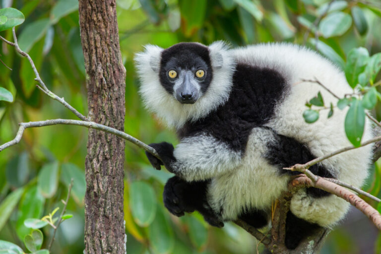 【国際】マスターカード、生物多様性支援クレジットカード発行。絶滅危惧種保護