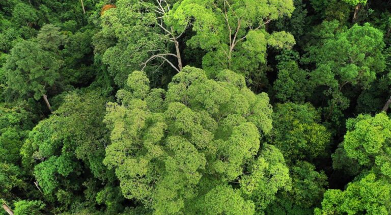 【国際】LVMH、サプライチェーン上の森林保全で環境NGOと提携。従業員エンゲージメント強化