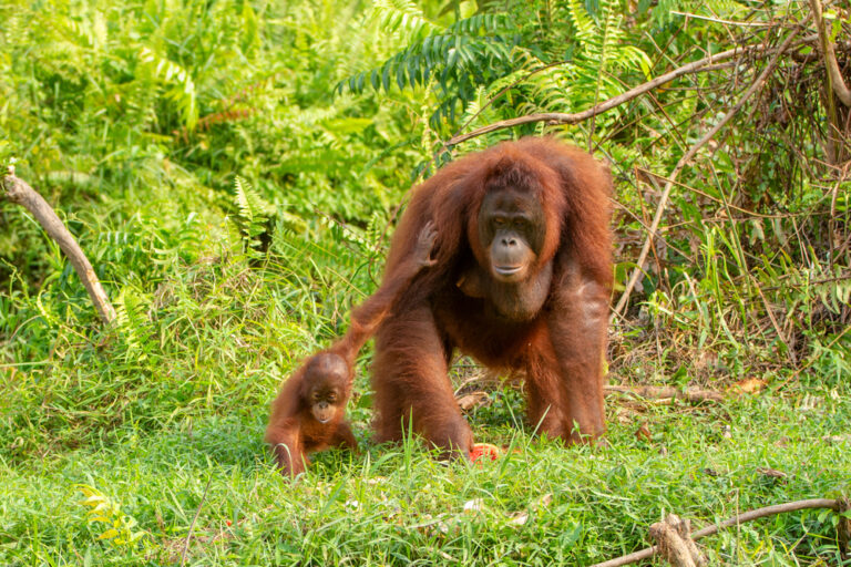 【国際】イケアとWWF、環境ポジティブインパクト創出パートナーシップを2025年まで延長